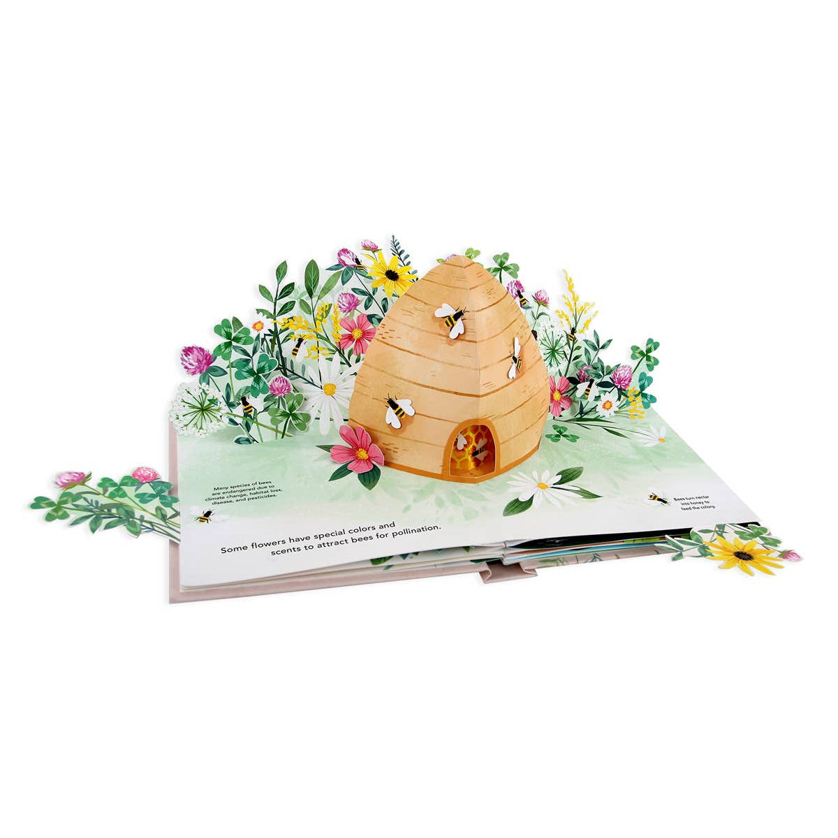 Flora: A Botanical Pop-Up Book - HoneyBug 