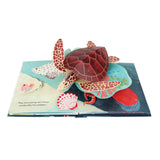 Shells: A Pop-Up Book of Wonder - HoneyBug 